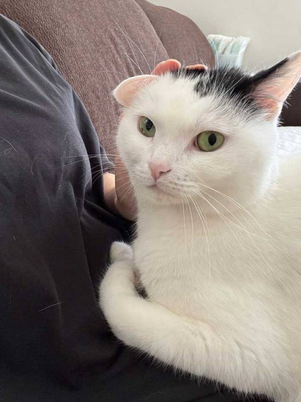 妻と『イチャイチャ』猫　夫が近付くと…？「表情が最高」「切ないね」