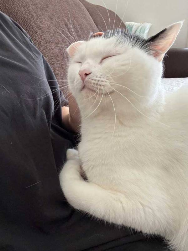 妻と『イチャイチャ』猫　夫が近付くと…？「表情が最高」「切ないね」