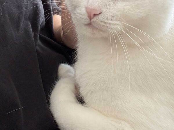 妻と『イチャイチャ』猫　夫が近付くと…？「表情が最高」「切ないね」