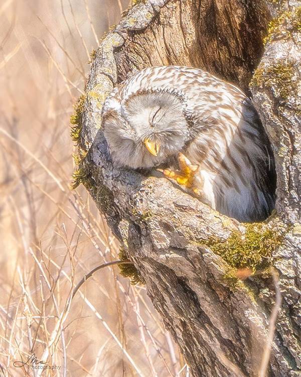 北海道で撮影した１枚　写っていたのは…「かわいすぎて泣きそう」「これは尊い」