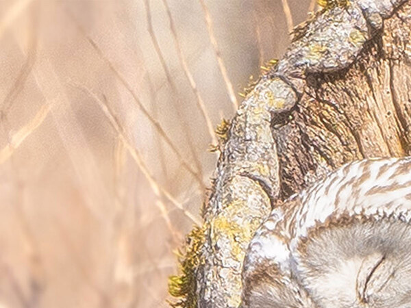 北海道で撮影した１枚　写っていたのは…「かわいすぎて泣きそう」「これは尊い」