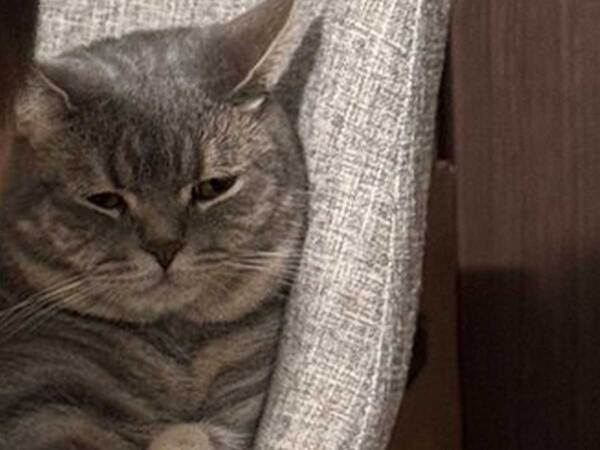 赤ちゃんからにらまれて…　猫の様子に「いい顔すぎ」「諦めてる？」