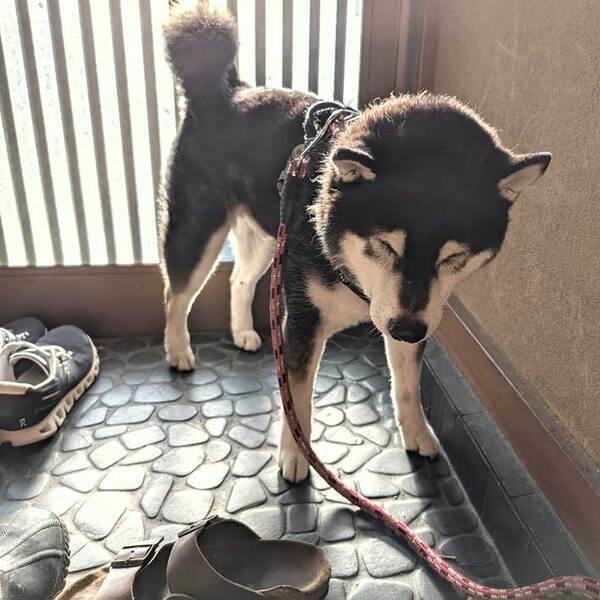 玄関の西日が強すぎ…　散歩のやる気を失った表情が？「分かる～」「素直な気持ちが出てる」