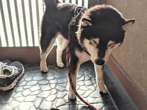 玄関の西日が強すぎ…　散歩のやる気を失った表情が？「分かる～」「素直な気持ちが出てる」