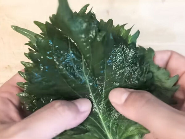 大葉を１０枚用意したら…　切って醤油・酢・ごま油と和えるだけで？