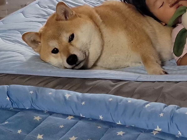 すべてを受け入れている…　２歳児をかわいがる柴犬に６万人が『いいね』