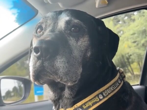 車内で震え始めた犬　隣の車を見ると？「かわいそうだけど面白すぎる！」