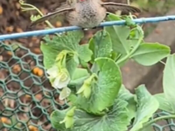 「無料のシャワーだ」　庭で水やり中、ちゃっかり水を浴び始めたのは？