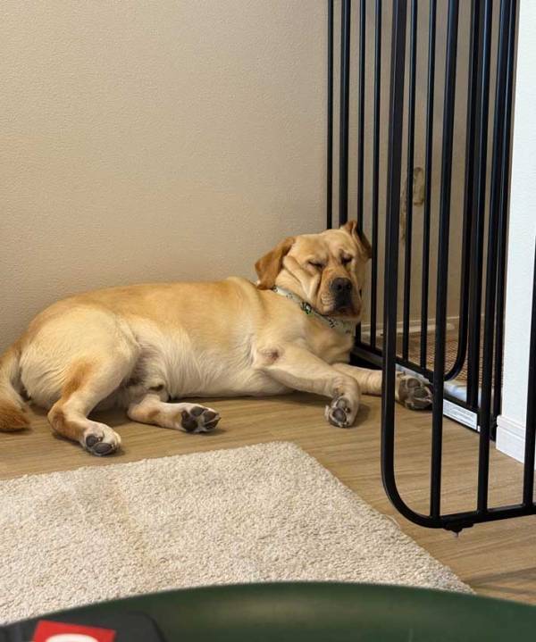 「ヨーグルトをあげない」といわれた犬　表情に「笑った」「人間味がある」