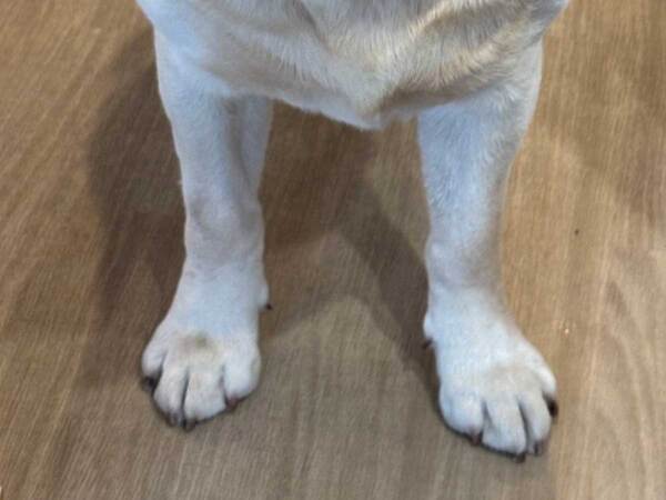 「ヨーグルトをあげない」といわれた犬　表情に「笑った」「人間味がある」