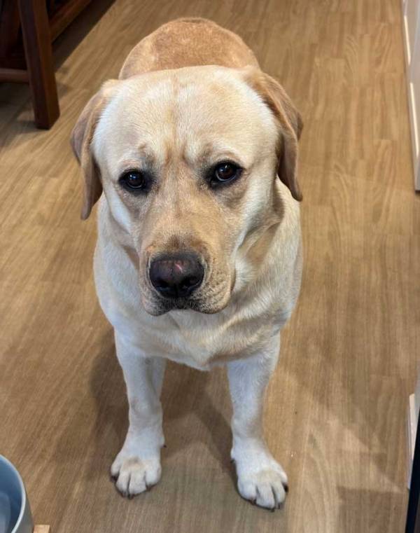 「ヨーグルトをあげない」といわれた犬　表情に「笑った」「人間味がある」