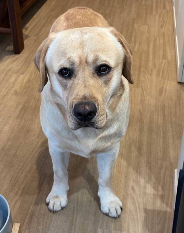 「ヨーグルトをあげない」といわれた犬　表情に「笑った」「人間味がある」