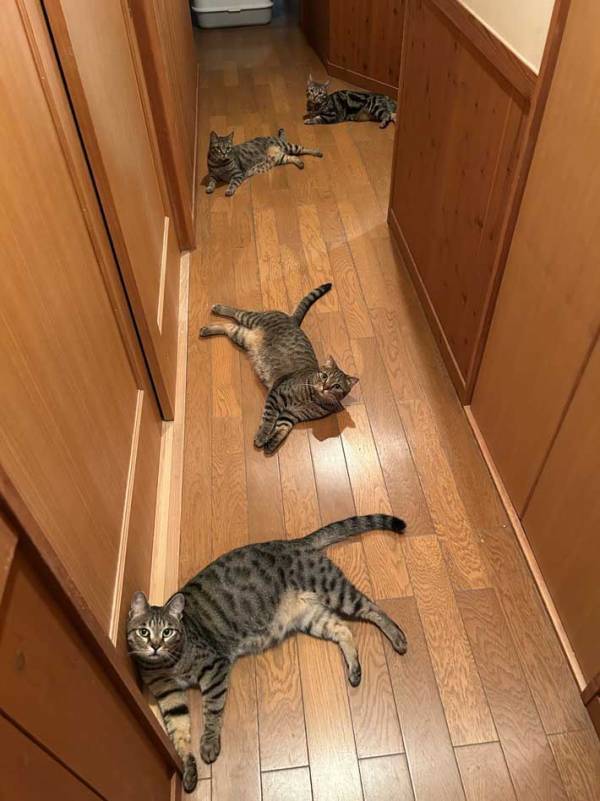 猫「何か用でも？」　リビングまでの『道のり』に「これは険しい」