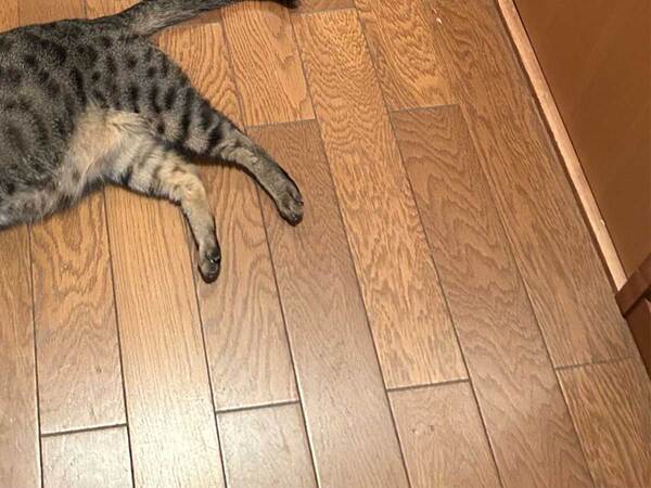 猫「何か用でも？」　リビングまでの『道のり』に「これは険しい」