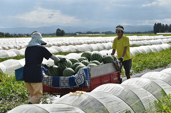スイカをまるまる１個を買った！　でもどうやって冷やす？JAに教えてもらった！