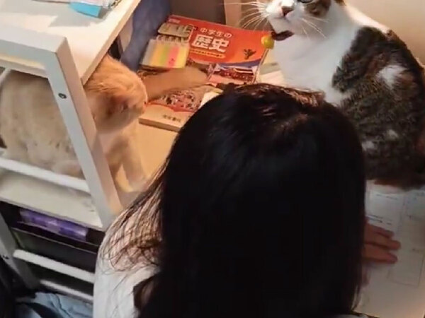 情報量が多い…！　『混雑』している勉強机に「笑った」「最高だ」