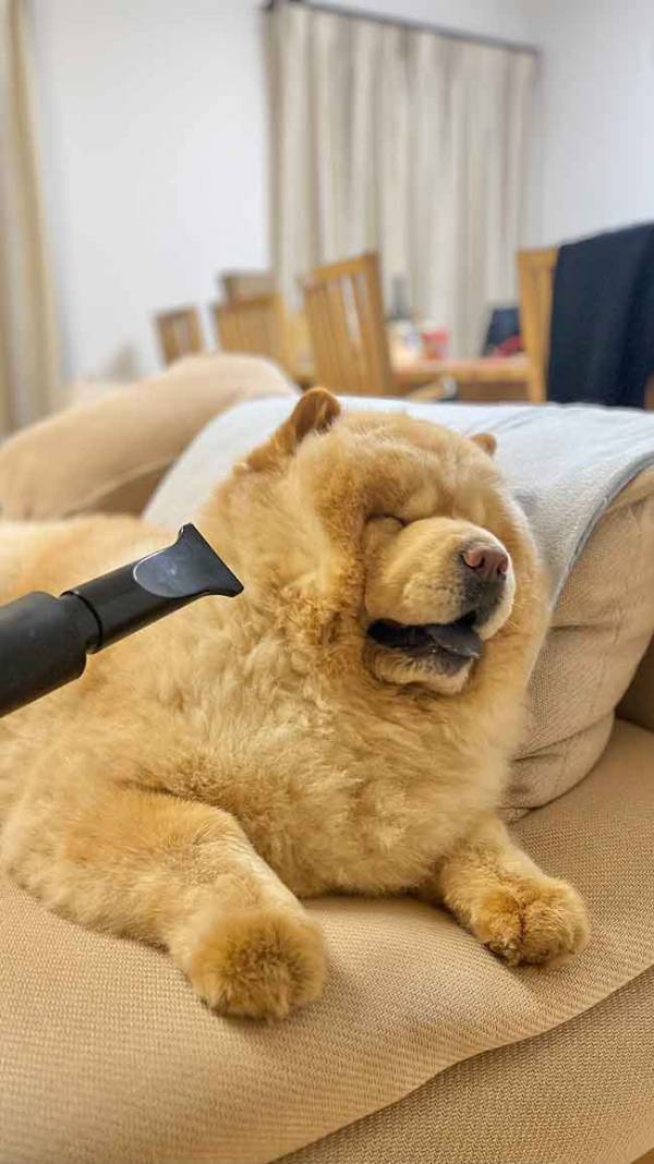 チャウチャウにドライヤーを向けると？　「T.M.Revolutionに見えた」「これは爆笑」