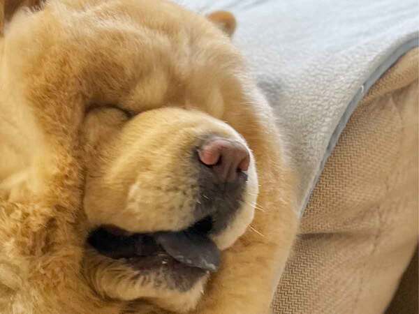 チャウチャウにドライヤーを向けると？　「T.M.Revolutionに見えた」「これは爆笑」