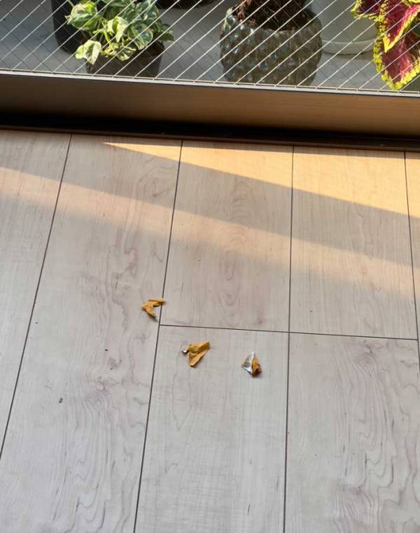 １２年ぶりに折った折り紙　後日、行方不明になって…「シュールで笑った」「面白すぎる」