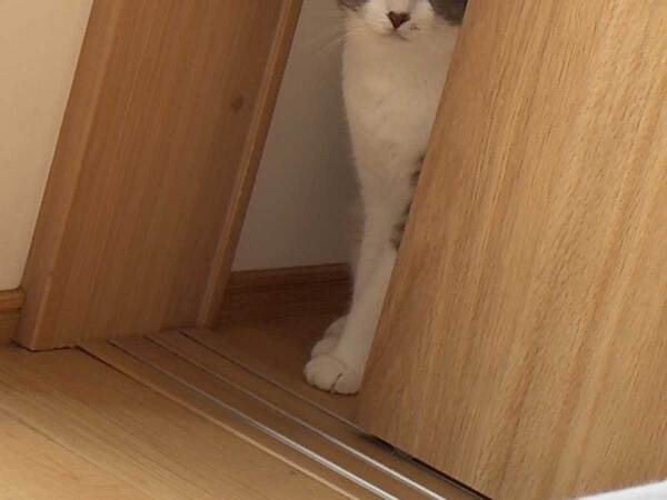 １２年ぶりに折った折り紙　後日、行方不明になって…「シュールで笑った」「面白すぎる」