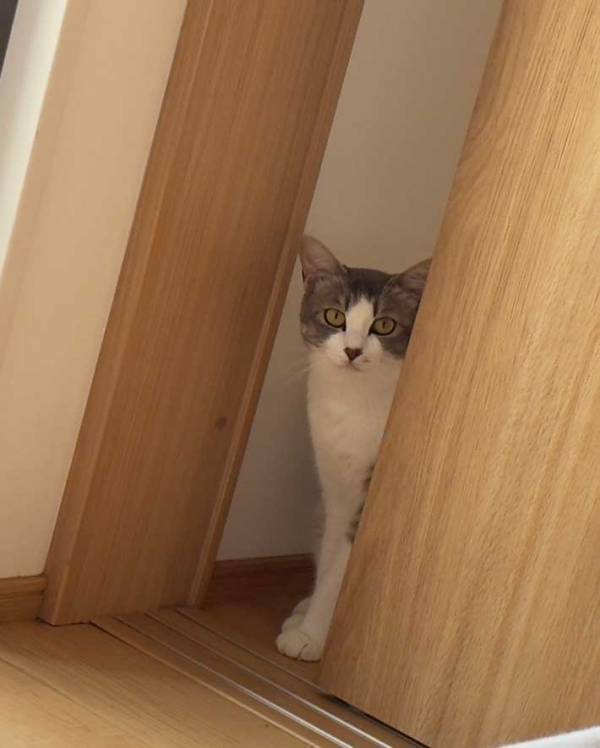 １２年ぶりに折った折り紙　後日、行方不明になって…「シュールで笑った」「面白すぎる」