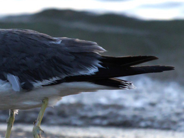 食べたカニがおいしくなかったようで…　ウミネコの表情に「笑った」「想像の１０倍」