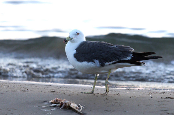 食べたカニがおいしくなかったようで…　ウミネコの表情に「笑った」「想像の１０倍」