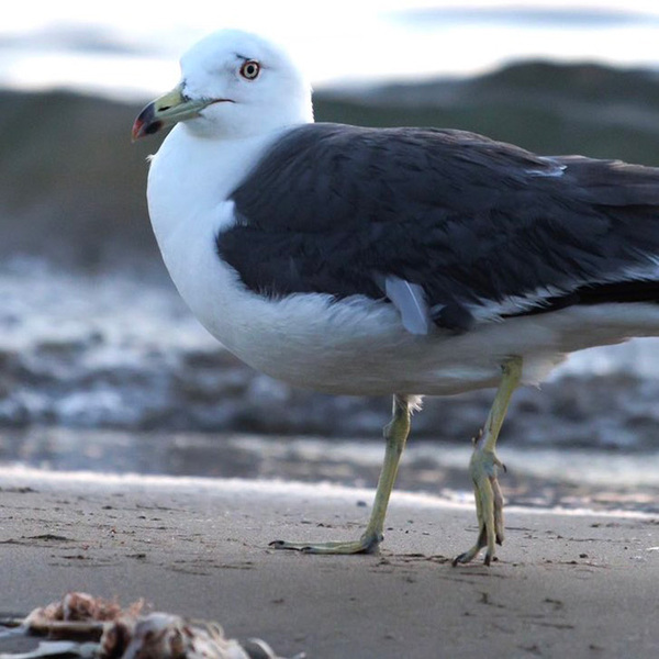 食べたカニがおいしくなかったようで…　ウミネコの表情に「笑った」「想像の１０倍」