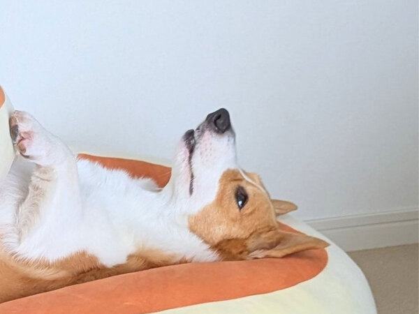 クッションの上で寝るコーギー　体を見ると？「笑った」「こんなサイズ感だったのね」