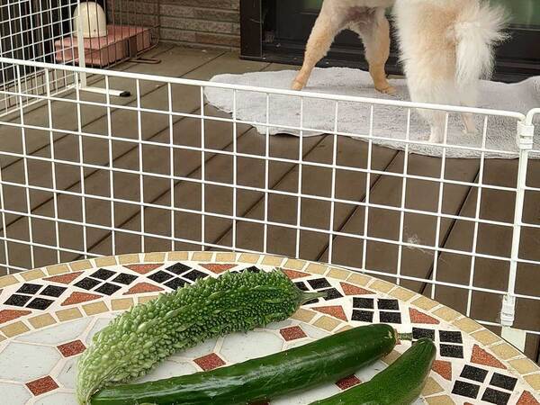 『ゴーヤとキュウリの写真』が反響を呼んだワケとは　「後ろが気になりすぎる」「背景の情報量」