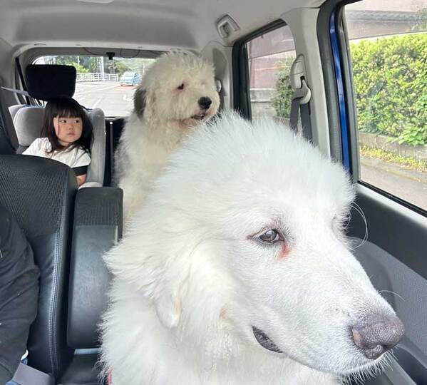 娘を保育園に連れて行く親　同乗していた『メンバー』に「最高の送迎」「ハーレムだ」