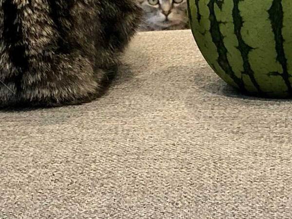 かわいらしい模様の猫　スイカと並ぶと…　「吹き出しそうになった」「優勝！」