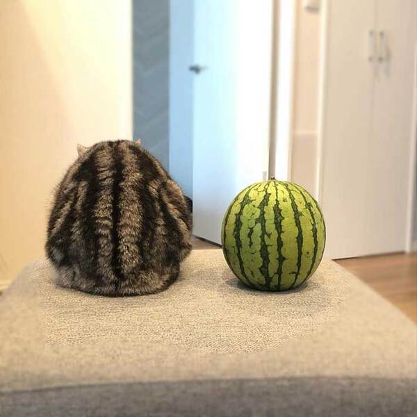 かわいらしい模様の猫　スイカと並ぶと…　「吹き出しそうになった」「優勝！」