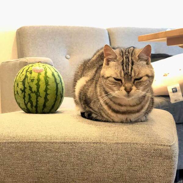 かわいらしい模様の猫　スイカと並ぶと…　「吹き出しそうになった」「優勝！」