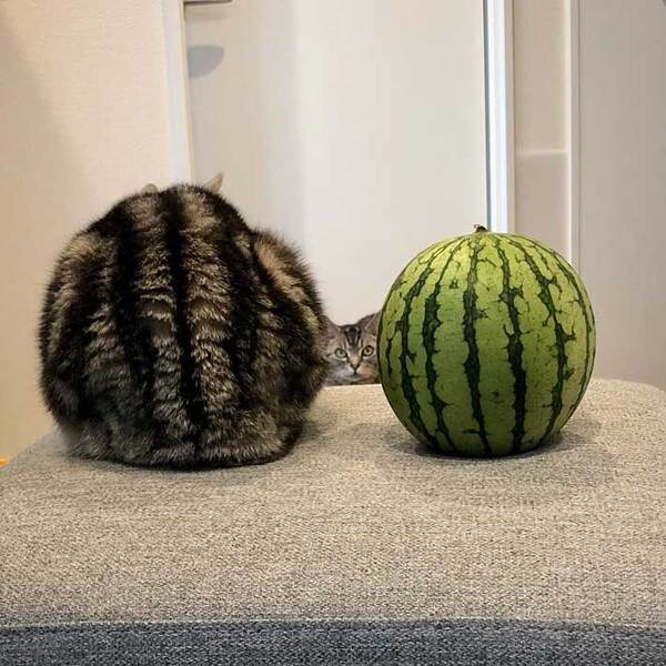 かわいらしい模様の猫　スイカと並ぶと…　「吹き出しそうになった」「優勝！」
