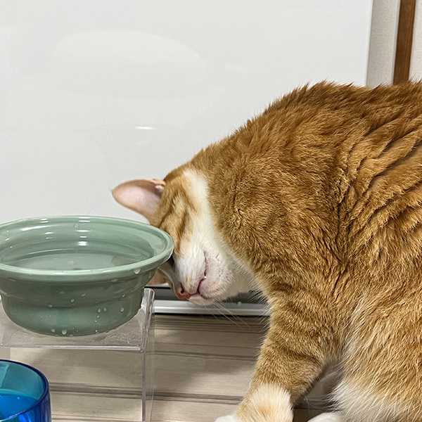 猫の飲み水に『氷』を入れてあげたら…　思わぬ反応に「笑った」「かわいさで溶けてしまう」