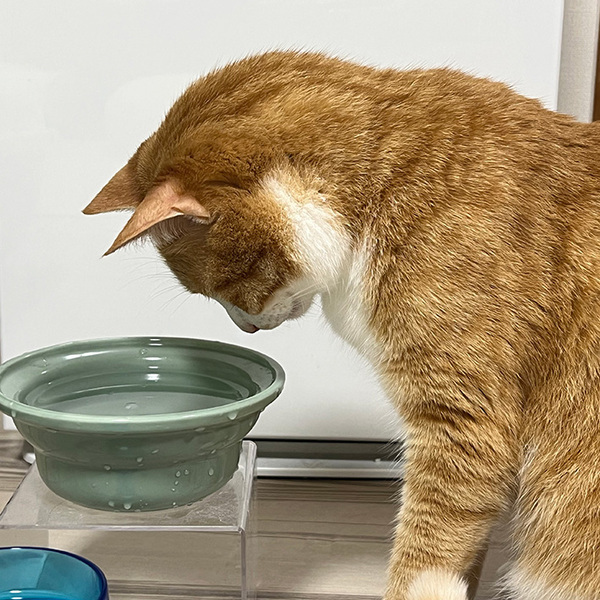 猫の飲み水に『氷』を入れてあげたら…　思わぬ反応に「笑った」「かわいさで溶けてしまう」