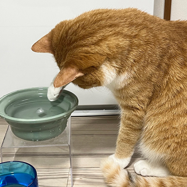 猫の飲み水に『氷』を入れてあげたら…　思わぬ反応に「笑った」「かわいさで溶けてしまう」