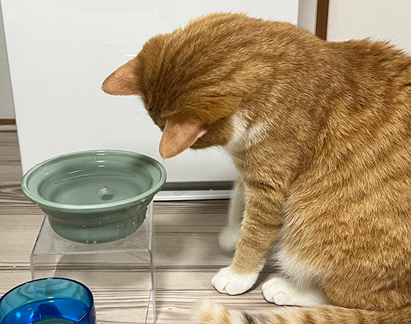 猫の飲み水に『氷』を入れてあげたら…　思わぬ反応に「笑った」「かわいさで溶けてしまう」