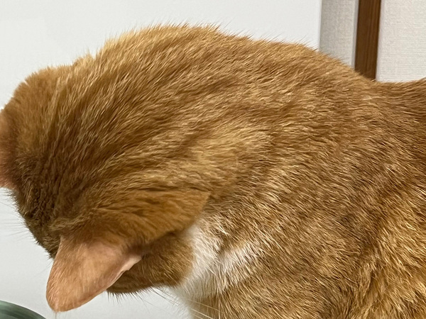 猫の飲み水に『氷』を入れてあげたら…　思わぬ反応に「笑った」「かわいさで溶けてしまう」