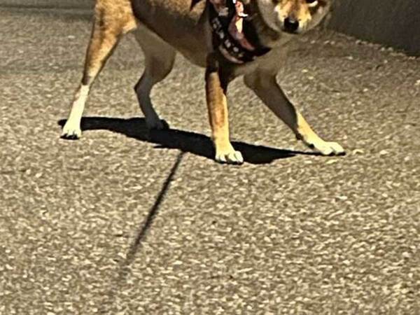 早朝４時に起こされた飼い主　犬を散歩に連れて行くと？「笑った」「構図が完璧」