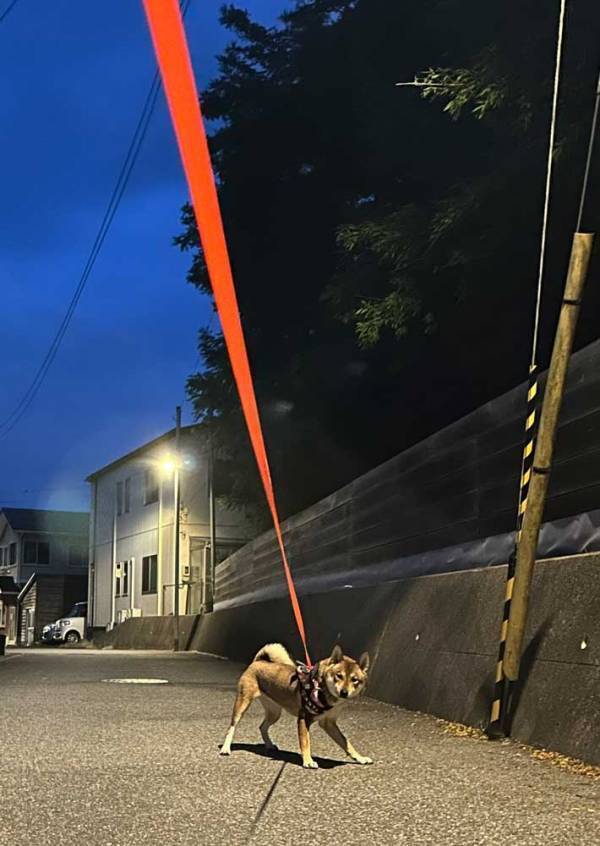 早朝４時に起こされた飼い主　犬を散歩に連れて行くと？「笑った」「構図が完璧」