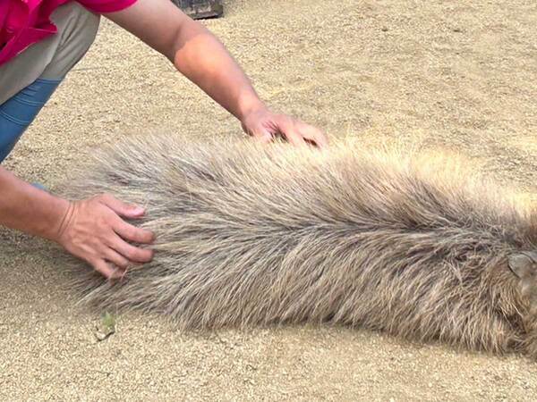 飼育員に触られるカピバラ　よく見ると…「これは初めて知った」「それにしか見えん」