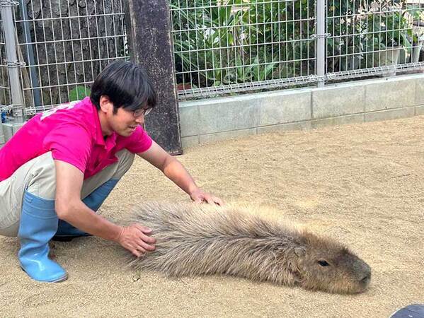 飼育員に触られるカピバラ　よく見ると…「これは初めて知った」「それにしか見えん」