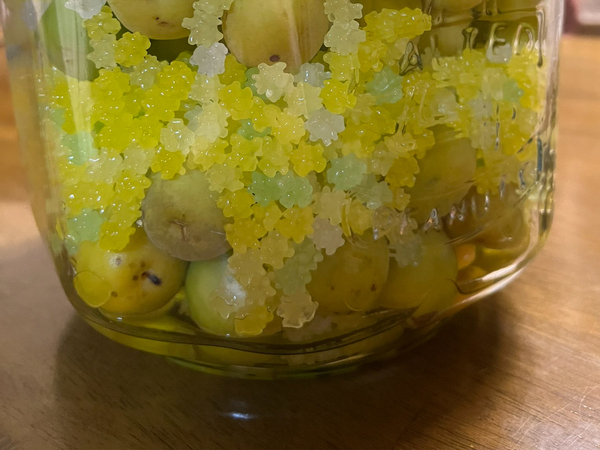 母が作った『梅の砂糖漬け』　使ったモノに「その手があったか！」「発想が最高」