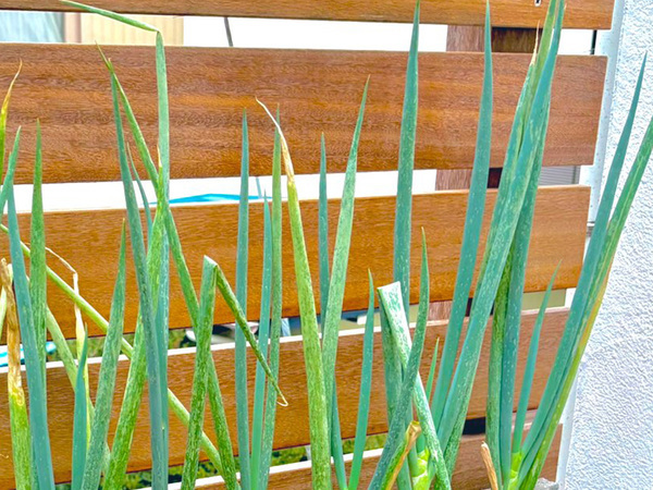 長ネギを植えた『場所』が…　植木鉢でなく？「思い付かなかった」「マネしたい」