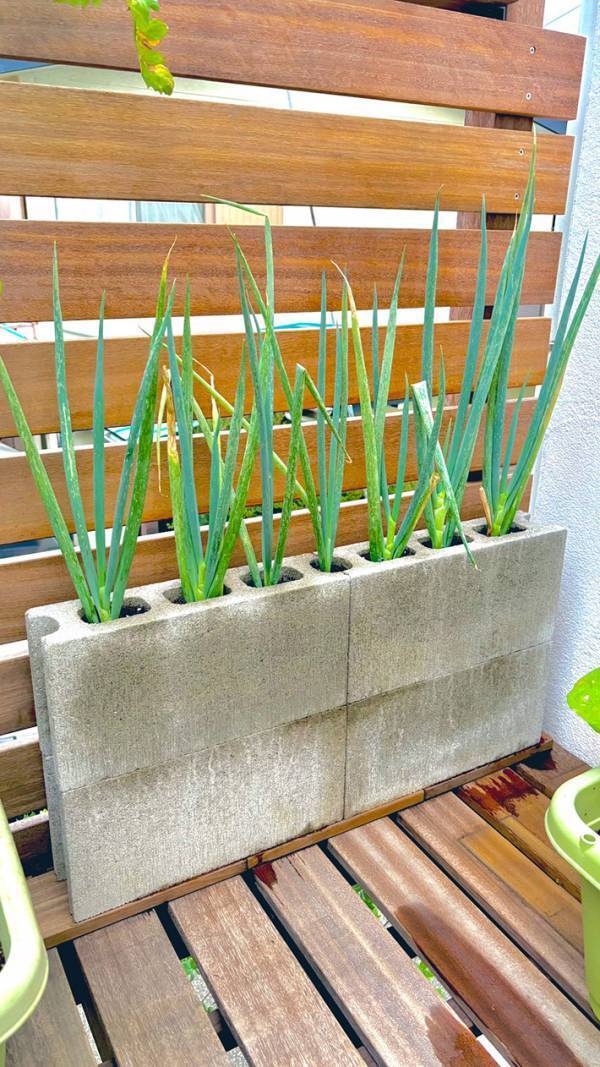 長ネギを植えた『場所』が…　植木鉢でなく？「思い付かなかった」「マネしたい」
