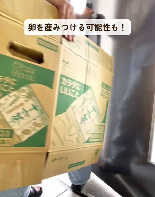 すぐにやめて！　ゴキブリが繁殖するNG行為に「知らなかった」「すぐに捨てます」