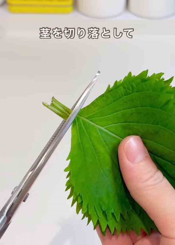 大葉を並べて、レンジでチン！　できた一品に「作らなければ」「早速やる！」