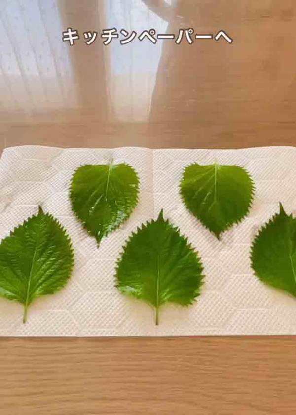 大葉を並べて、レンジでチン！　できた一品に「作らなければ」「早速やる！」